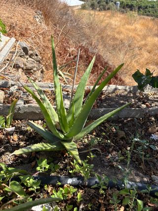 Planta Aloe Vera
