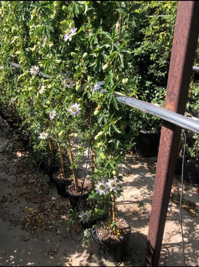 Planta Pasiflora 140/150cm