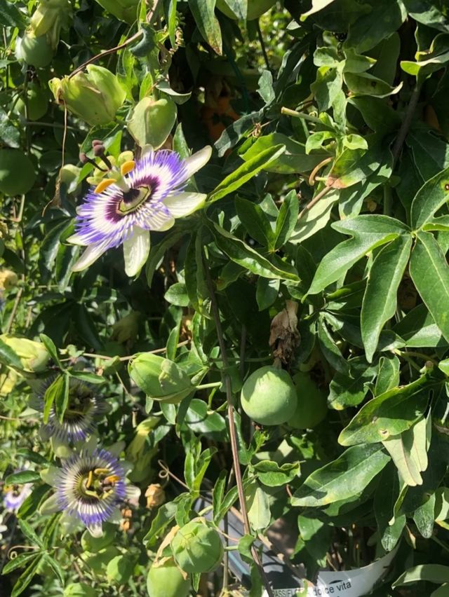 Planta Pasiflora 140/150cm