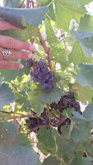 Uvas negras recién cosechadas