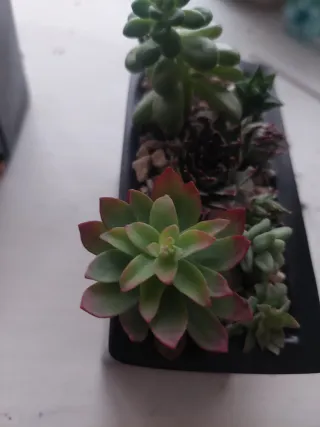 Maceta Piano con Suculentas