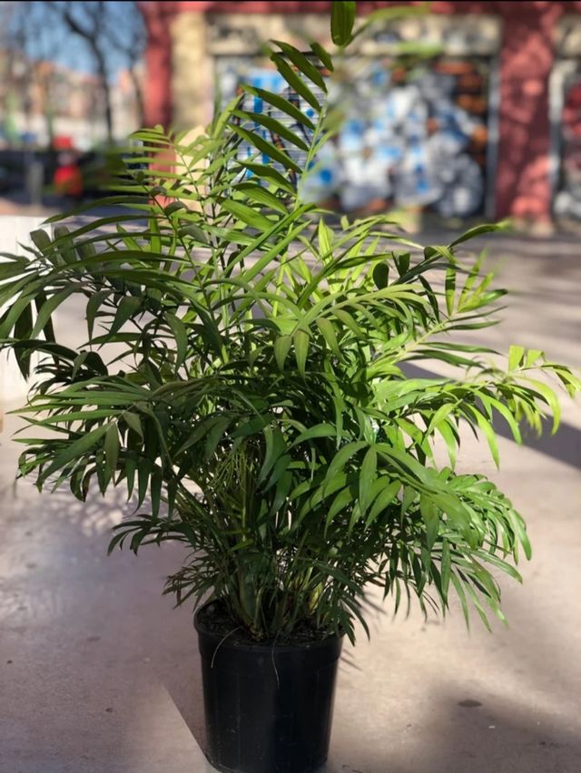 Planta Chamaedorea con maceta negra