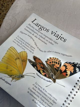 Maravillosas mariposas (Spanish Edition)