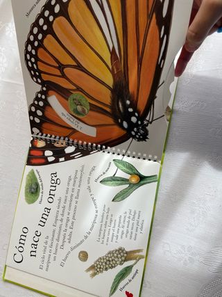 Maravillosas mariposas (Spanish Edition)