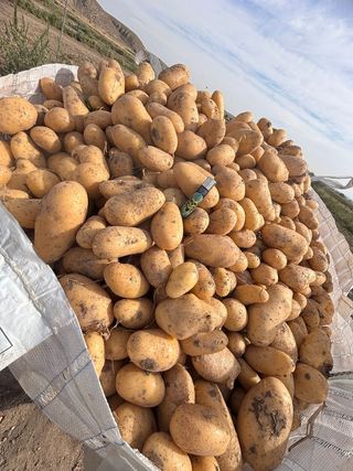 Patatas de temporada recién cosechadas