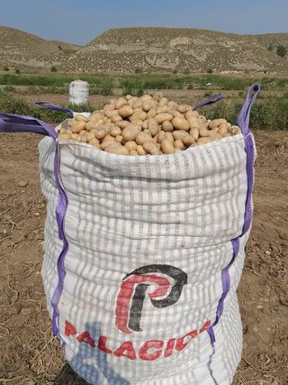 Patatas de temporada recién cosechadas