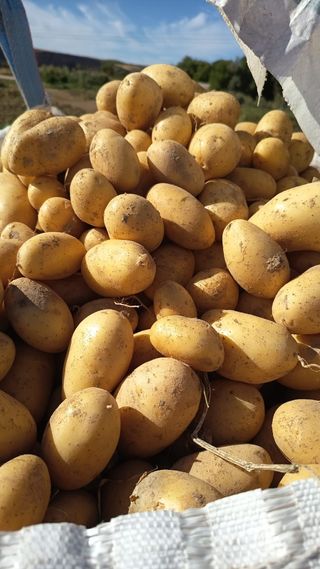Patatas de temporada recién cosechadas