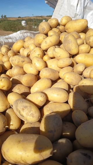 Patatas de temporada recién cosechadas