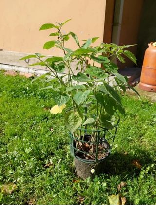 Planta Physalis