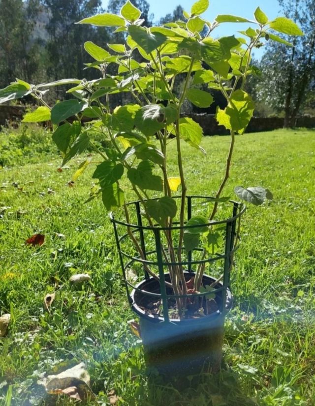 Planta Physalis
