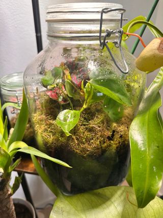 Terrario de plantas: un ecosistema vivo en frasco
