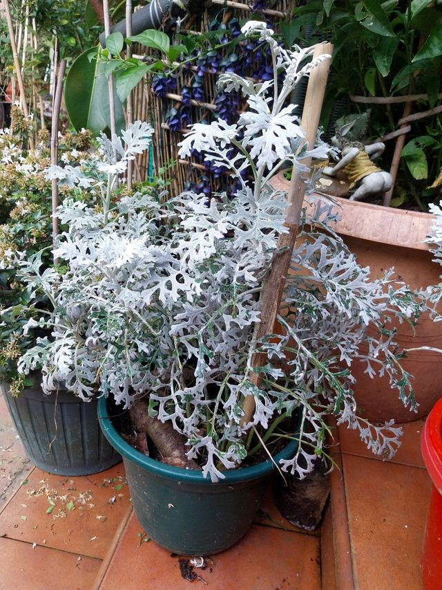 Planta Senecio Cineraria