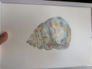 Acuarela caracola marina