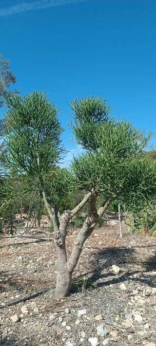 Planta para Raquel.