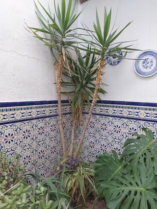 Planta de Yuca