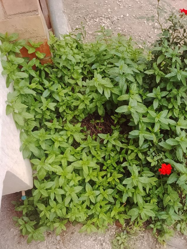 Planta de menta para hacer manojos