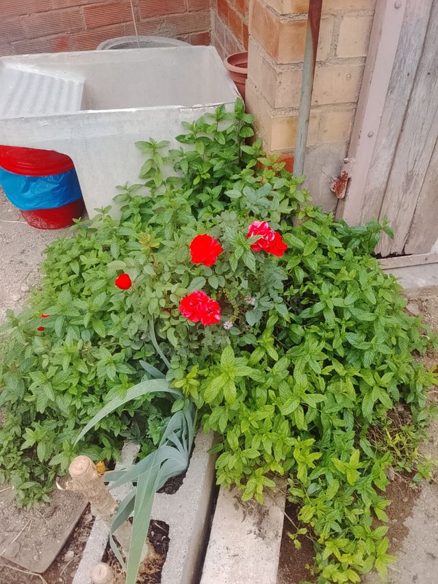 Planta de menta para hacer manojos
