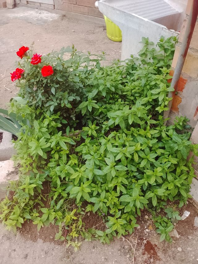 Planta de menta para hacer manojos