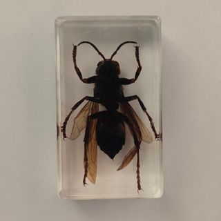 Calabrone in resina trasparente da collezione