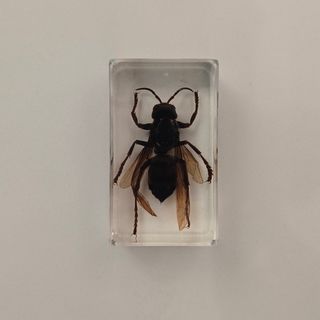 Calabrone in resina trasparente da collezione