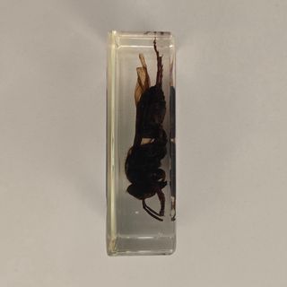 Calabrone in resina trasparente da collezione