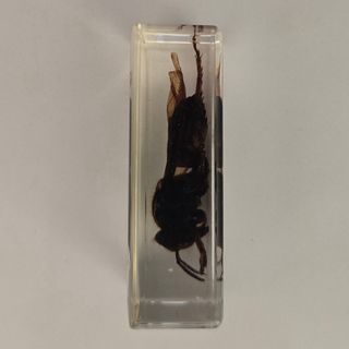 Calabrone in resina trasparente da collezione