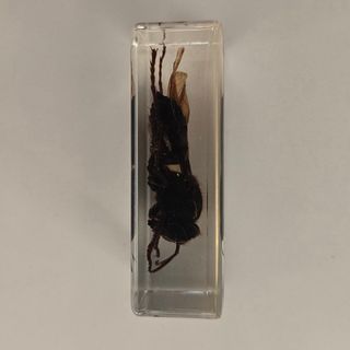 Calabrone in resina trasparente da collezione