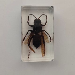 Calabrone in resina trasparente da collezione