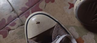 Regalo Converse all Star 
