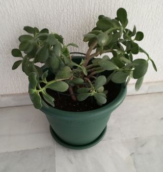 Planta de Jade en maceta verde