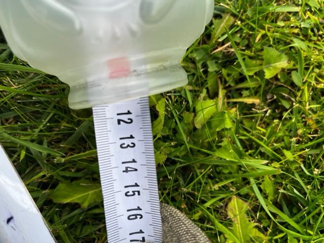 Tulipa cristal antigua azul