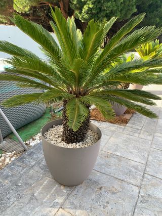 Cyca revoluta en maceta