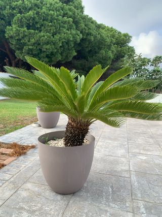 Cyca revoluta en maceta