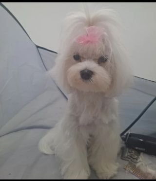 Peluquería canina a domicilio