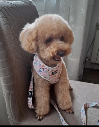 Peluquería canina a domicilio