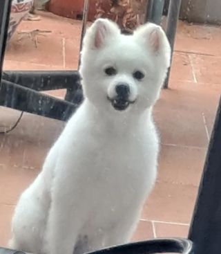 Peluquería canina a domicilio