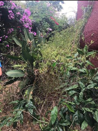 Mantenimiento de Jardines y fincas en general.