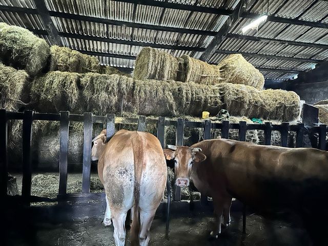 Rulos Guntín 617801765