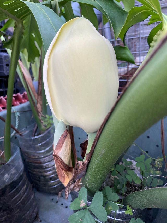 Costilla de Adán con flor.