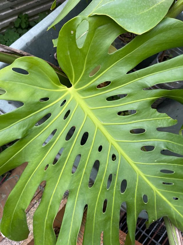 Costilla de Adán con flor.