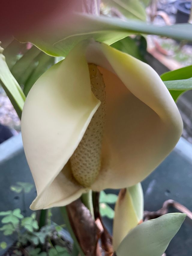 Costilla de Adán con flor.
