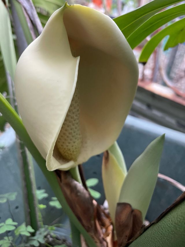 Costilla de Adán con flor.