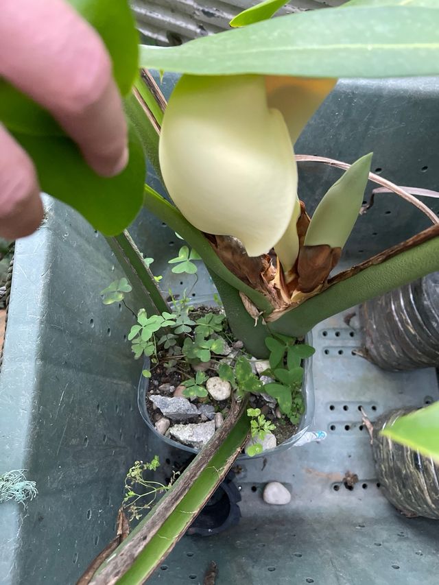 Costilla de Adán con flor.