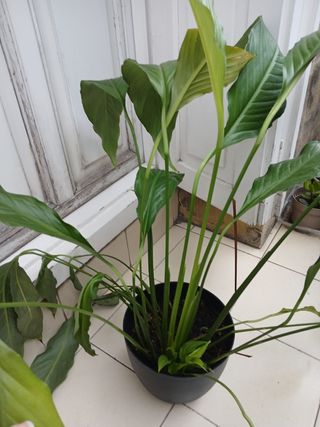 Planta Espatifilo