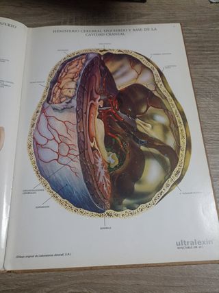 Láminas De Anatomía