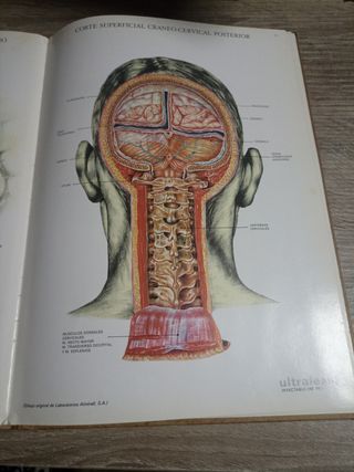 Láminas De Anatomía