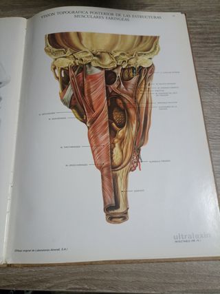 Láminas De Anatomía