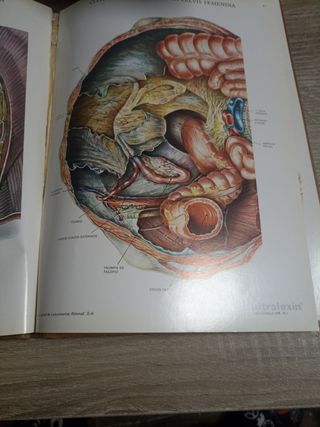 Láminas De Anatomía