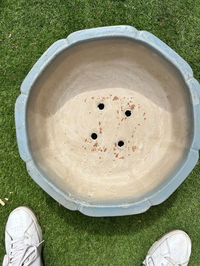 Maceta Bonsái Cerámica Beige y Azul muy antiguo