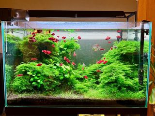 Acuario 134L - 76x39x45cm + Mueble Kallax Ikea